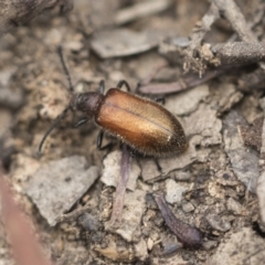 Ecnolagria grandis at Bruce, ACT - 14 Dec 2021