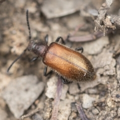 Ecnolagria grandis at Bruce, ACT - 14 Dec 2021 10:12 AM