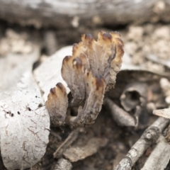 Clavulina sp. (A coral fungus) at Bruce, ACT - 14 Dec 2021 by AlisonMilton