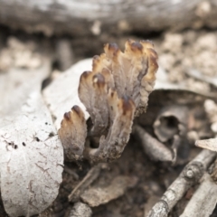 Clavulina sp. (A coral fungus) at Bruce Ridge to Gossan Hill - 13 Dec 2021 by AlisonMilton