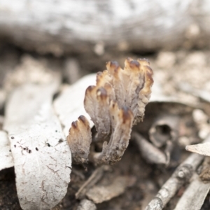 Clavulina sp. at Bruce, ACT - 14 Dec 2021