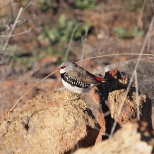 Stagonopleura guttata at Wallaroo, NSW - suppressed