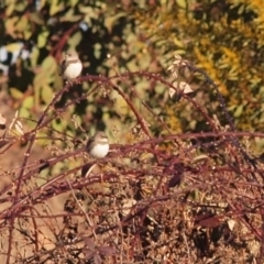 Stagonopleura guttata at Wallaroo, NSW - suppressed