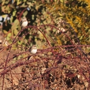 Stagonopleura guttata at Wallaroo, NSW - suppressed