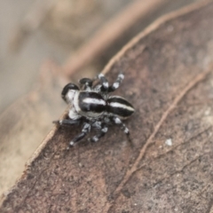 Euophryinae sp. (Mr Stripey) undescribed (Mr Stripey) at Bruce, ACT - 13 Dec 2021 by AlisonMilton