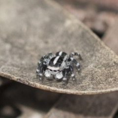 Euophryinae sp. (Mr Stripey) undescribed at Bruce, ACT - 14 Dec 2021 10:14 AM