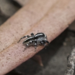 Euophryinae sp. (Mr Stripey) undescribed at Bruce, ACT - 14 Dec 2021