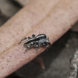 Euophryinae sp. (Mr Stripey) undescribed at Bruce, ACT - 14 Dec 2021 10:14 AM