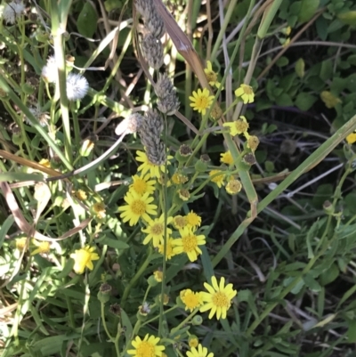 Senecio pinnatifolius at San Remo, VIC - 16 Dec 2021 by Tapirlord