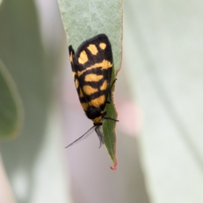 Asura lydia (Lydia Lichen Moth) at Bruce, ACT - 14 Dec 2021 by AlisonMilton