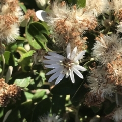 Olearia axillaris (Coast Daisy-bush) at San Remo, VIC - 16 Dec 2021 by Tapirlord