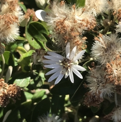 Olearia axillaris (Coast Daisy-bush) at San Remo, VIC - 16 Dec 2021 by Tapirlord