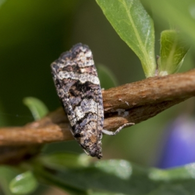 Asthenoptycha sphaltica and nearby species at Bruce, ACT - 14 Dec 2021 by AlisonMilton