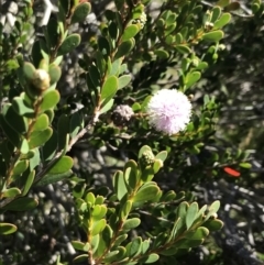 Melaleuca nesophila (Showy Honey-Myrtle) at San Remo, VIC - 17 Dec 2021 by Tapirlord