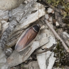 Johnrehnia concisa (A native cockroach) at Bruce, ACT - 14 Dec 2021 by AlisonMilton