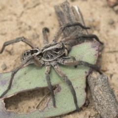 Tasmanicosa sp. (genus) (Unidentified Tasmanicosa wolf spider) at Bruce Ridge to Gossan Hill - 14 Dec 2021 by AlisonMilton