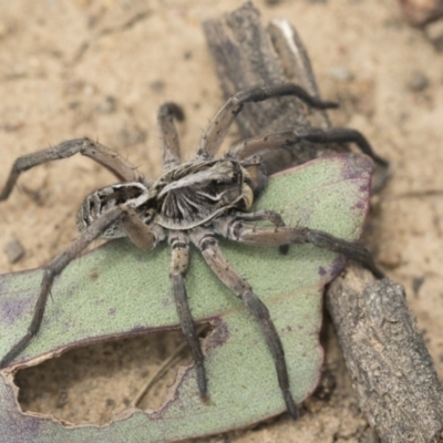 Tasmanicosa sp. (genus) (Tasmanicosa wolf spider) at Bruce, ACT - 14 Dec 2021 by AlisonMilton