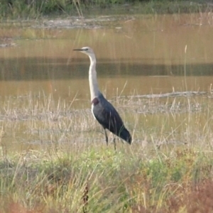 Ardea pacifica at Molonglo Valley, ACT - 21 Apr 2014