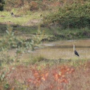 Ardea pacifica at Molonglo Valley, ACT - 21 Apr 2014