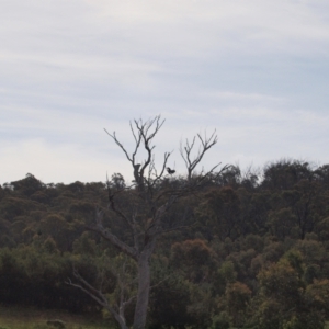 Ardea pacifica at Molonglo Valley, ACT - 21 Apr 2014