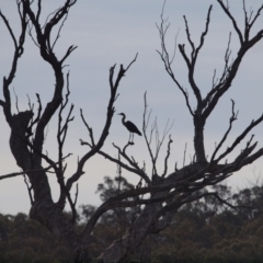 Ardea pacifica at Molonglo Valley, ACT - 21 Apr 2014 03:59 PM