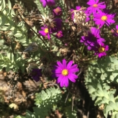 Senecio elegans (Purple Groundsel) at San Remo, VIC - 17 Dec 2021 by Tapirlord