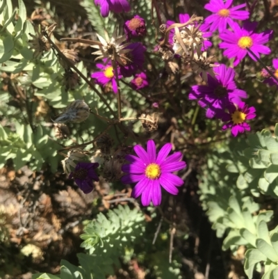 Senecio elegans (Purple Groundsel) at San Remo, VIC - 17 Dec 2021 by Tapirlord