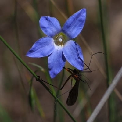 Harpobittacus (genus) (Hangingfly) at Stromlo, ACT - 9 Nov 2021 by Caric