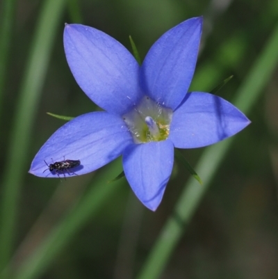 Pergidae sp. (family) at Denman Prospect 2 Estate Deferred Area (Block 12) - 9 Nov 2021 by Caric