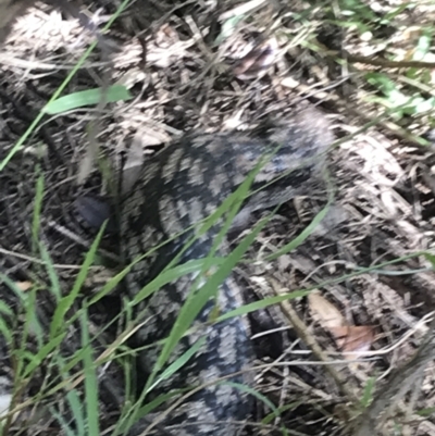 Tiliqua nigrolutea (Blotched Blue-tongue) at Kilcunda, VIC - 17 Dec 2021 by Tapirlord