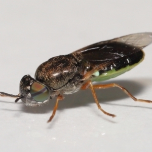 Odontomyia opertanea at Evatt, ACT - 29 Dec 2021