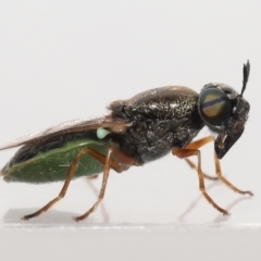 Odontomyia opertanea at Evatt, ACT - 29 Dec 2021