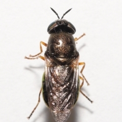 Odontomyia opertanea at Evatt, ACT - 29 Dec 2021