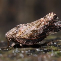 Massila sp. (genus) (Unidentified Massila planthopper) at Evatt, ACT - 10 Dec 2021 by TimL