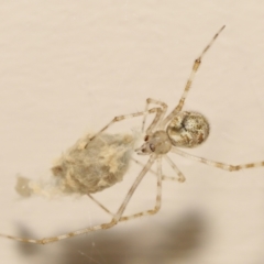 Cryptachaea gigantipes at Evatt, ACT - 14 Dec 2021