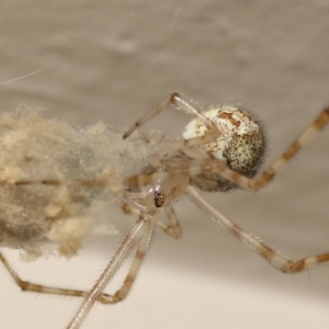 Cryptachaea gigantipes at Evatt, ACT - 14 Dec 2021