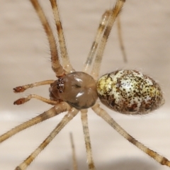 Cryptachaea gigantipes (White porch spider) at Evatt, ACT - 14 Dec 2021 by TimL