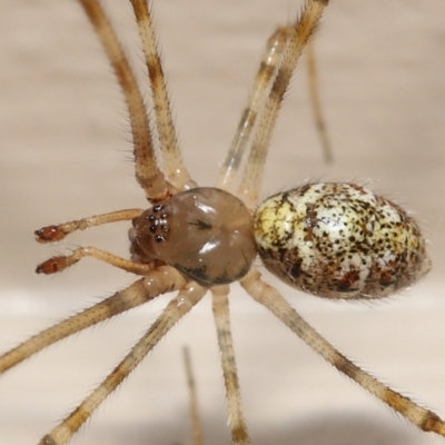 Cryptachaea gigantipes (White porch spider) at Evatt, ACT - 14 Dec 2021 by TimL