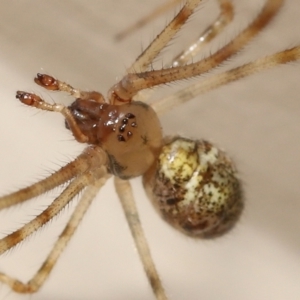 Cryptachaea gigantipes at Evatt, ACT - 14 Dec 2021