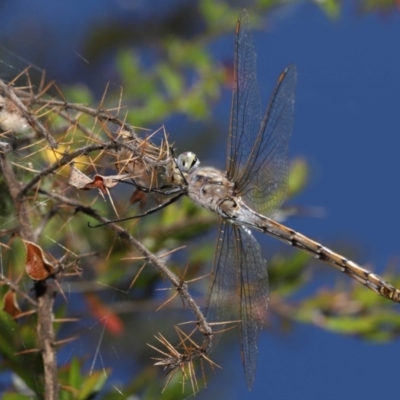 Hemicordulia tau (Tau Emerald) at ANBG - 12 Dec 2021 by TimL