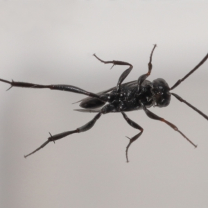 Acanthinevania sp. (genus) at Evatt, ACT - 13 Dec 2021