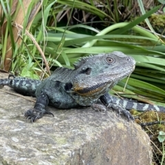 Intellagama lesueurii howittii (Gippsland Water Dragon) at ANBG - 26 Dec 2021 by Cricket