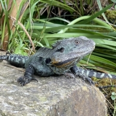 Intellagama lesueurii howittii (Gippsland Water Dragon) at Acton, ACT - 26 Dec 2021 by JimL