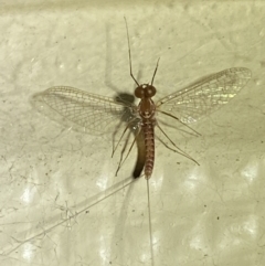 Ephemeroptera (order) (Unidentified Mayfly) at Numeralla, NSW - 30 Dec 2021 by SteveBorkowskis