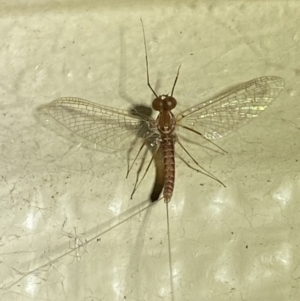 Ephemeroptera (order) at Numeralla, NSW - 30 Dec 2021