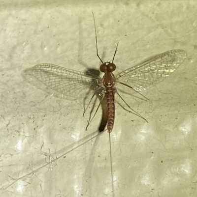 Ephemeroptera (order) (Unidentified Mayfly) at Numeralla, NSW - 30 Dec 2021 by SteveBorkowskis