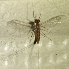 Ephemeroptera (order) at Numeralla, NSW - 30 Dec 2021