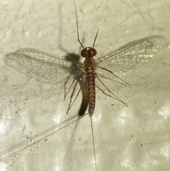 Ephemeroptera (order) at Numeralla, NSW - suppressed