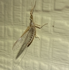 Ephemeroptera (order) (Unidentified Mayfly) at Numeralla, NSW - 30 Dec 2021 by SteveBorkowskis