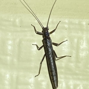 Plecoptera sp. (order) at Numeralla, NSW - suppressed